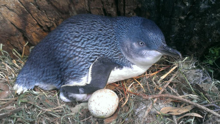Penguin-Egg